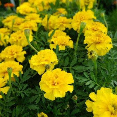 

AllThatGrows Marigold Seeds, Yellow Marigold Gulzafri Flower Gardening Seeds Pack Of 175 Seeds Seed(175 per packet)