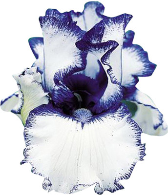Futaba Iris Seed(50 per packet)