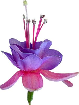 

Futaba Fuchsia Seed(100 per packet)