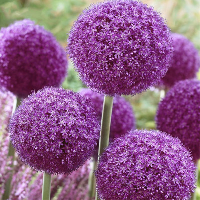 

Futaba Echinops Seed(10 per packet)