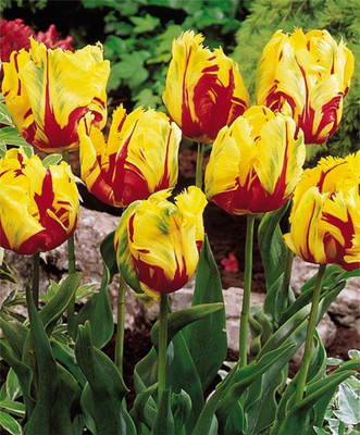 

Futaba Tulips Seed(100 per packet)
