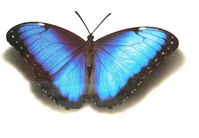 

Gemmas Fashion Butterfly(Butterfly)