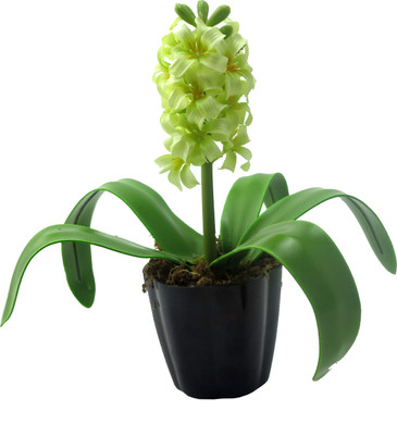 

Importwala Green Orchids Artificial Flower with Pot(11.4 inch, Pack of 1)