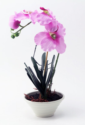 

Importwala Purple Orchids Artificial Flower with Pot(44 inch, Pack of 1)
