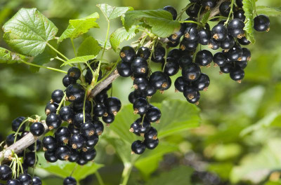 NATIONAL GARDENS Black Currant Fruit Seed(10 per packet)