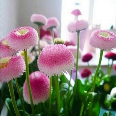 

Futaba Strawberry Seed(50 per packet)