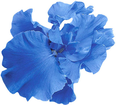 

Futaba Iris Seed(50 per packet)