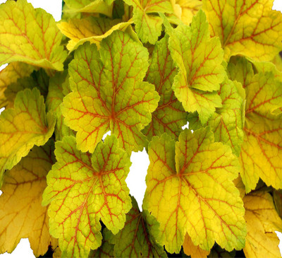 Futaba coleus Seed(50 per packet)