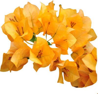 

Futaba Bougainvillea Seed(3 per packet)