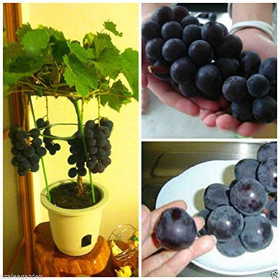 M-Tech Gardens Grapes Seed(10 per packet)