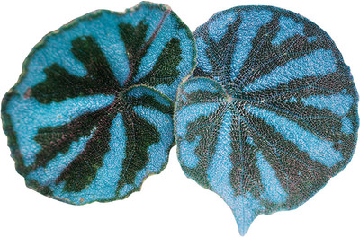 

Futaba coleus Seed(50 per packet)