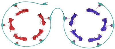 

Home Delight 157 inch Red, Blue Rice Lights(Pack of 10)