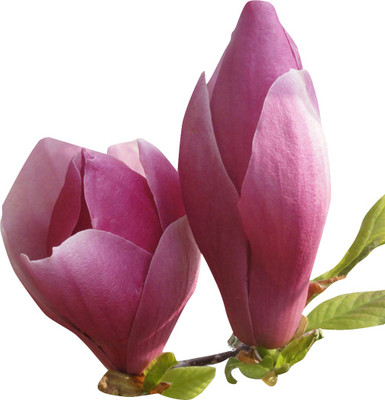 

Futaba Magnolia Seed(100 per packet)