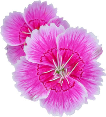 

Futaba Dianthus Seed(100 per packet)