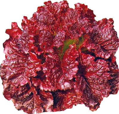 Futaba Coleus Seed(100 per packet)