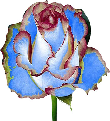 Futaba Rose Seed(50 per packet)