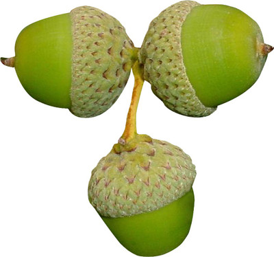 Futaba Alba Shade Seed(10 per packet)