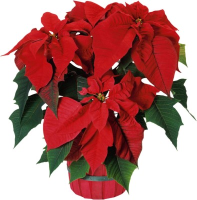 Futaba Poinsettia Seed(30 per packet)