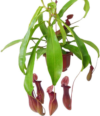

Futaba Foliage Seed(20 per packet)