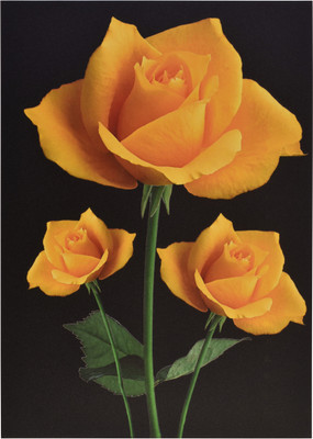 

Sparkle Print Photo f Beautiful Flower Without Frame (20 X 28 Inches) Fine Art Print(28 inch X 20 inch, Rolled)