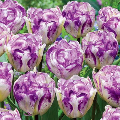 

Futaba Tulips Seed(100 per packet)