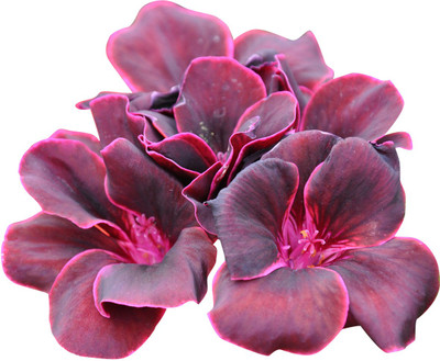 

Futaba Geranium Seed(50 per packet)