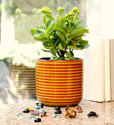 

Unravel India Plant Container Set(Ceramic)
