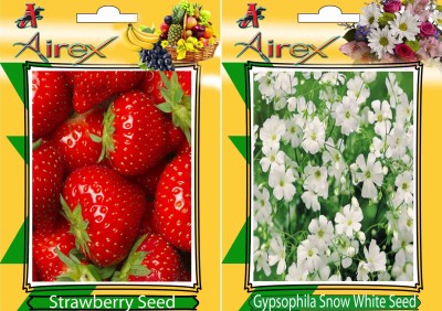 Airex Strawberry, Gypsophila Snow White Seed(25 per packet)