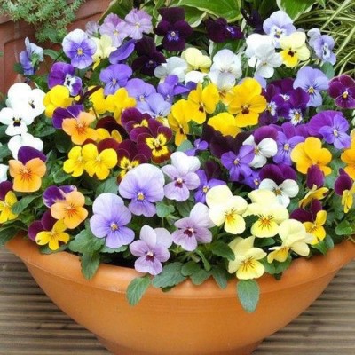 Airex PANSY VIOLA WINTER FLOWER SEED (PACK OF 10 SEEDS PER PACKET) Seed(10 per packet)