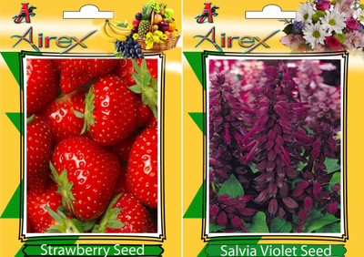 

Airex Strawberry, Salvia Violet Seed(25 per packet)