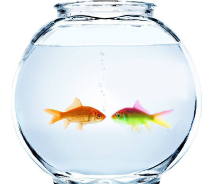 

Petshop7 8 L Fish Bowl