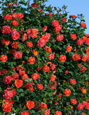

National Gardens Rose Seed(10 per packet)