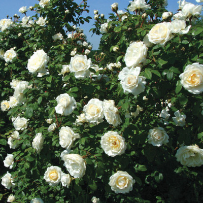 

National Gardens Rose Seed(10 per packet)