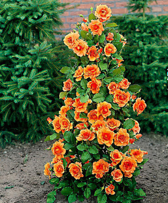 

National Gardens Rose Seed(10 per packet)