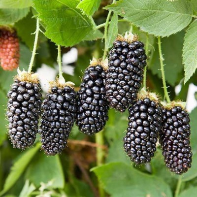 NATIONAL GARDENS Blackberry Fruit Seed(10 per packet)