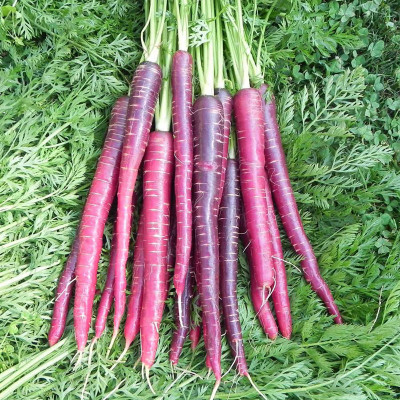 NATIONAL GARDENS Carrot Seed(40 per packet)
