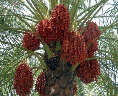 

National Gardens Palm Seed(5 per packet)