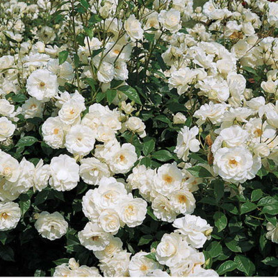

National Gardens Rose Seed(10 per packet)