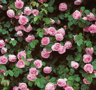 

National Gardens Pink Constance Spry Climbing Rose Seed(10 per packet)