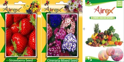 Airex Strawberry, Cineraria Mixed Seed(20 per packet)