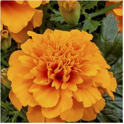 

AllThatGrows Orange Marigold Seeds, Marigold Gulzafri Flower Garden Pack of 175 Seeds Seed(175 per packet)