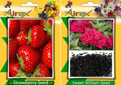 

Airex Strawberry, Sweet William Seed(15 per packet)