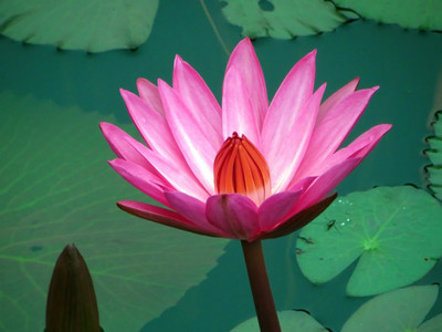 

asia flower in water photo Photographic Paper(12 inch X 16 inch, Rolled)