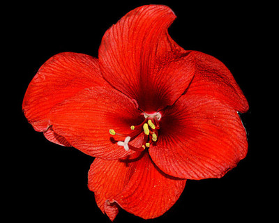 

red amaryllis in black photo poster Photographic Paper(12 inch X 15 inch, Rolled)