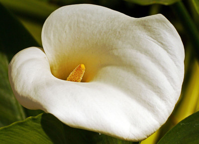 

beautyfull white calla poster Photographic Paper(12 inch X 16 inch, Rolled)