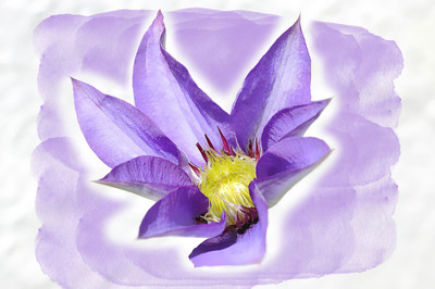 

blue clematis painting print poster Photographic Paper(12 inch X 18 inch, Rolled)