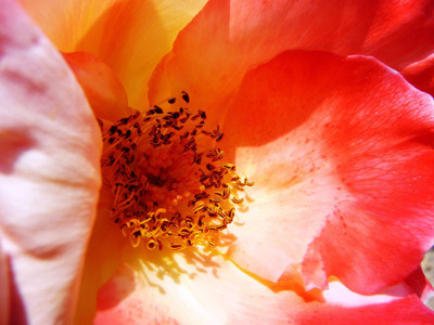 

poster of rose heart Photographic Paper(12 inch X 16 inch, Rolled)