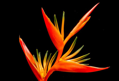 

orange blossom photo poster Photographic Paper(12 inch X 18 inch, Rolled)
