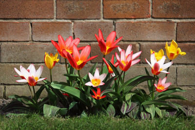 

Bloom bud bunch in landscape area Photographic Paper(12 inch X 18 inch, Rolled)