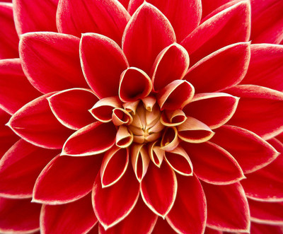 

dahlia asteraceae flower poster Photographic Paper(12 inch X 15 inch, Rolled)